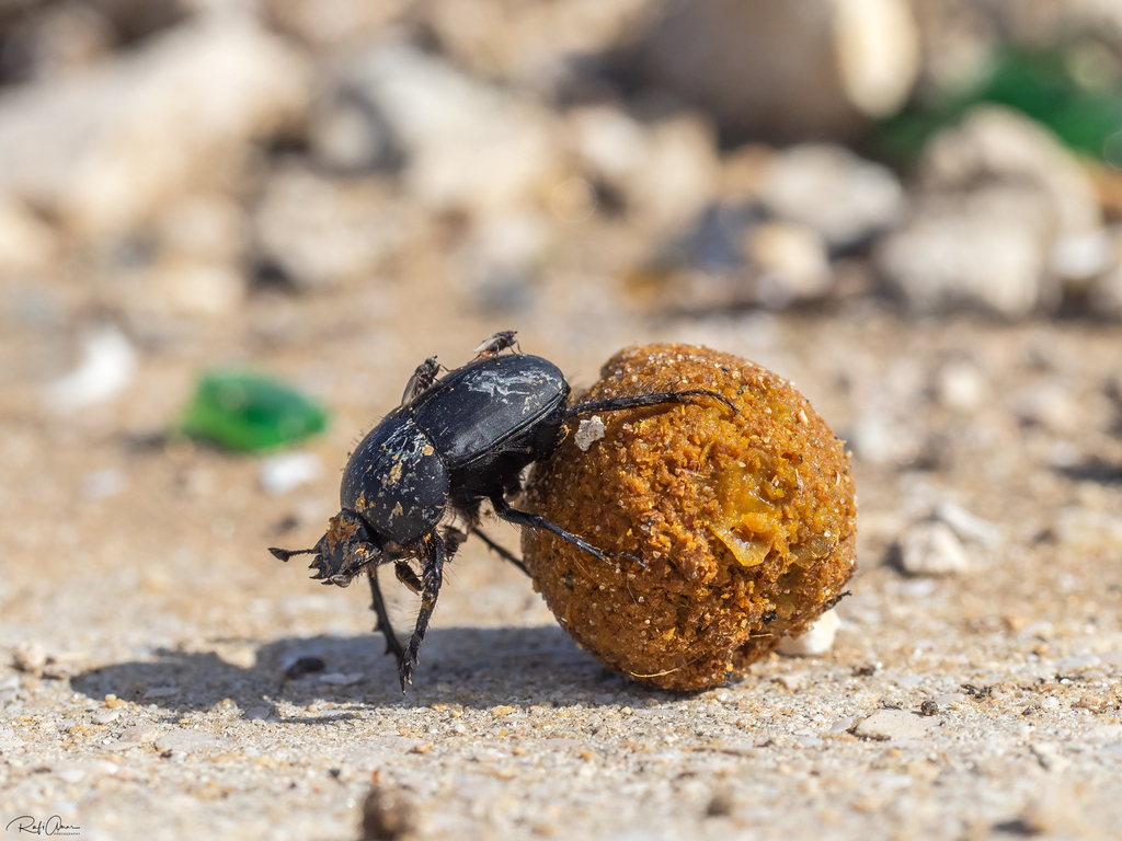 Scarabaeus puncticollis
