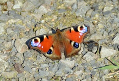 Aglais io