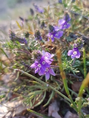 Veronica capsellicarpa