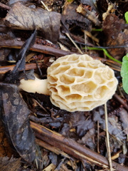 Morchella castaneae