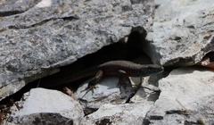 Algyroides nigropunctatus