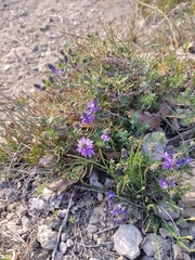 Veronica capsellicarpa