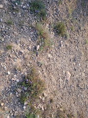 Veronica capsellicarpa