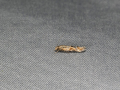 Mompha stellella