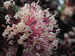 Clerodendrum quadriloculare
