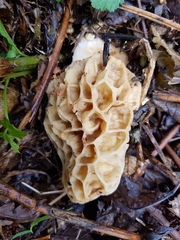 Morchella castaneae