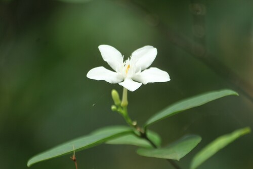 Wrightia antidysenterica