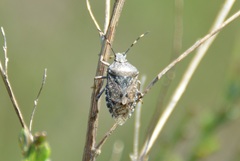 Rhaphigaster nebulosa