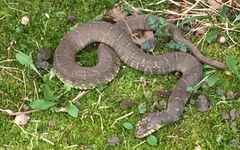 Nerodia erythrogaster