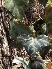 Hedera helix