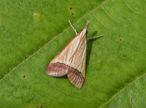 Autocharis fessalis Swinhoe, 1887