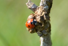 Coccinella septempunctata