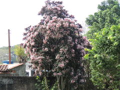Clerodendrum quadriloculare