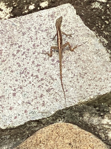 Watts' Anole, Anolis wattsii