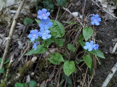 Omphalodes cappadocica