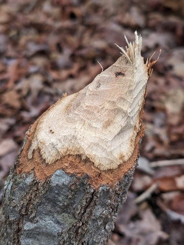 American Beaver photographed in Connecticut