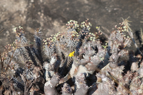 Pachypodium densiflorum