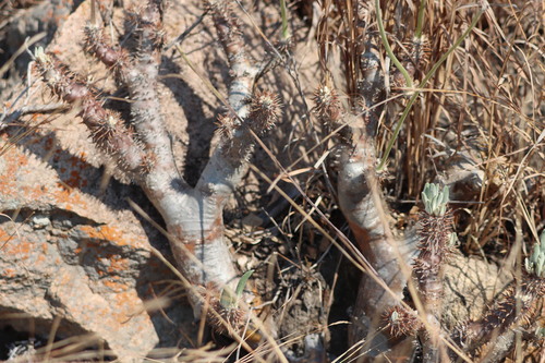 Pachypodium densiflorum
