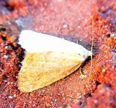 Protodeltote albidula