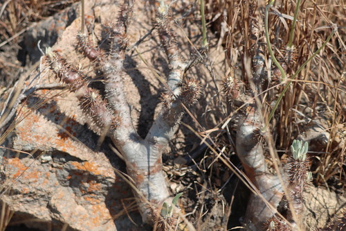 Pachypodium densiflorum