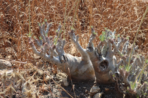Pachypodium densiflorum