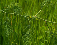 Asparagus palaestinus