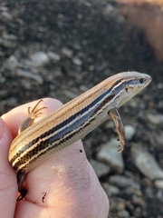 Plestiodon septentrionalis