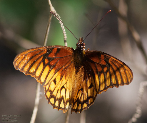 Mexican Silverspot photo 6