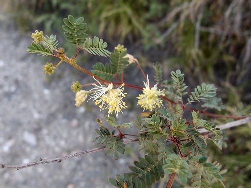 Image of Desmanthus covillei by (c) Sue Carnahan, some rights reserved (CC BY)