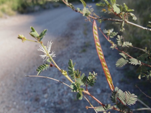 Image of Desmanthus covillei by (c) Sue Carnahan, some rights reserved (CC BY)