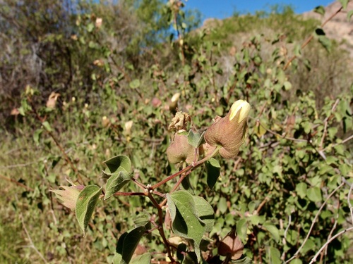 Image of Gossypium davidsonii by (c) Sue Carnahan, some rights reserved (CC BY)