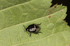 Tritomegas rotundipennis