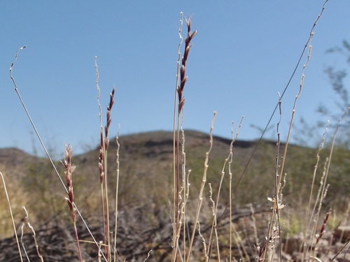 Image of Hilaria belangeri by (c) Sue Carnahan, some rights reserved (CC BY)