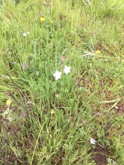 Lithophragma heterophyllum