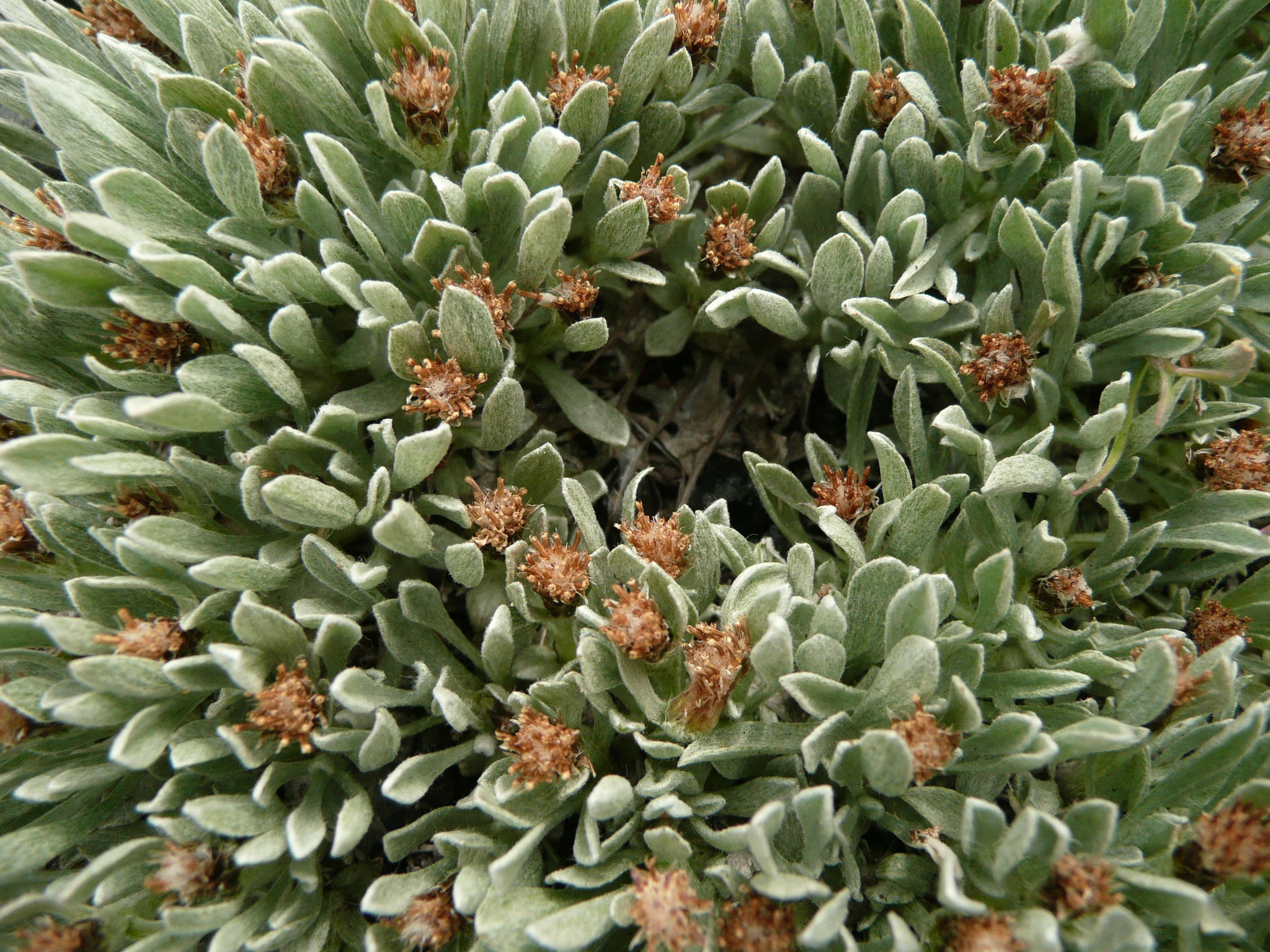 Antennaria dimorpha