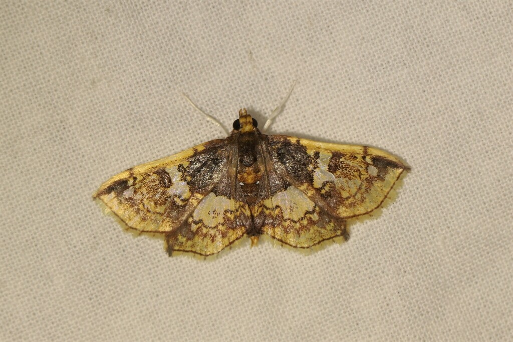Megastes erythrostolalis