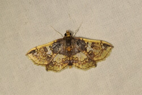 Megastes erythrostolalis