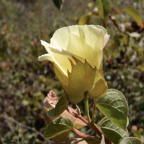 Image of Gossypium davidsonii by (c) Sue Carnahan, some rights reserved (CC BY)
