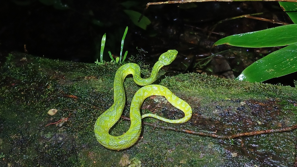 Merendon Palm Pit Viper