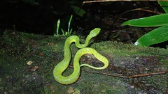 Merendon Palm Pit Viper photo 1