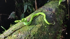 Merendon Palm Pit Viper photo 3