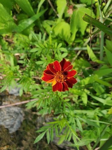 French marigold
