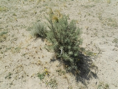 Astragalus spinosus