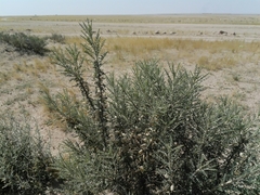 Astragalus spinosus