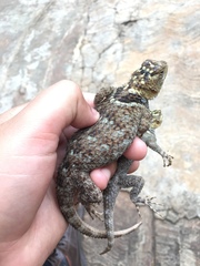 Sceloporus serrifer