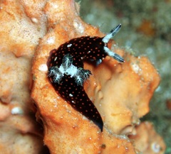 Nembrotha