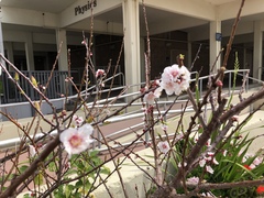 Prunus armeniaca