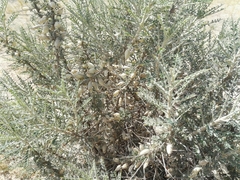 Astragalus spinosus