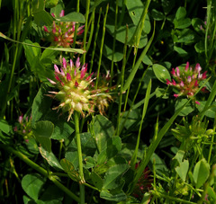 Trifolium spumosum