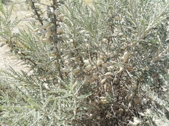 Astragalus spinosus